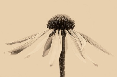 dying-flower